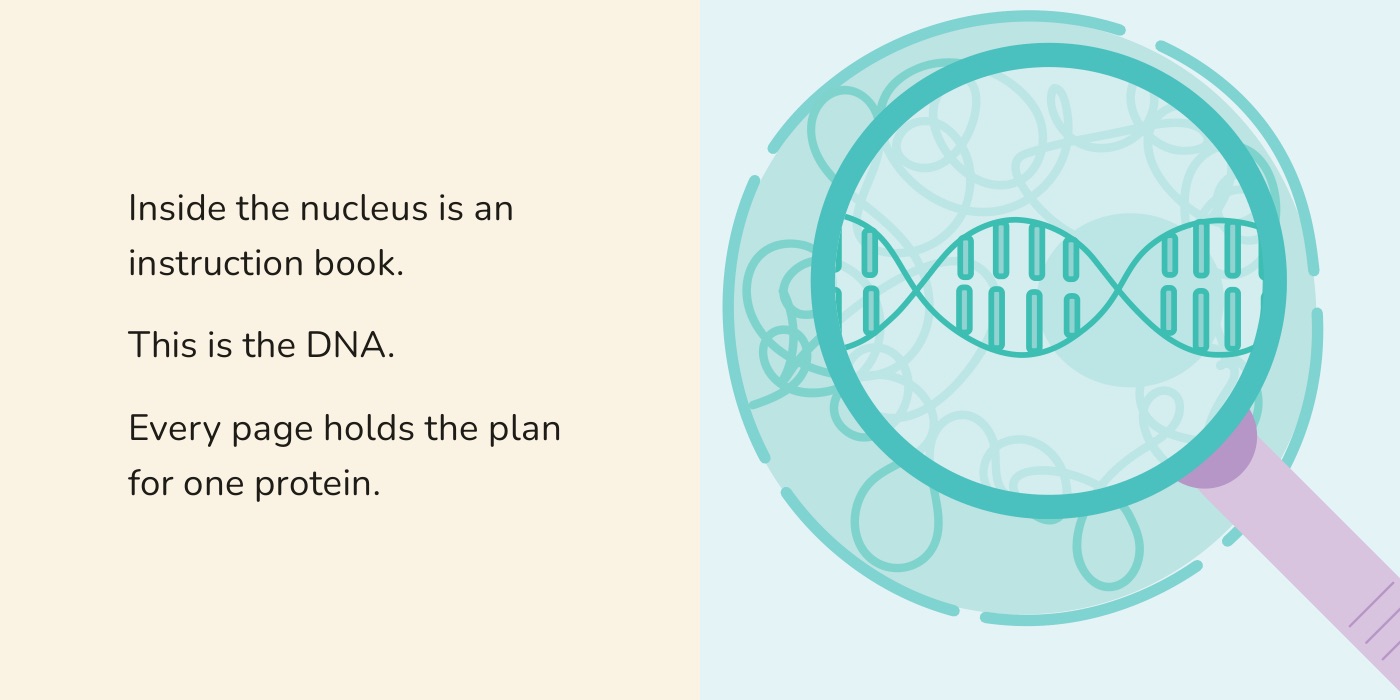 Book spread: the magnifying glass on the nucleus, showing the DNA double helix