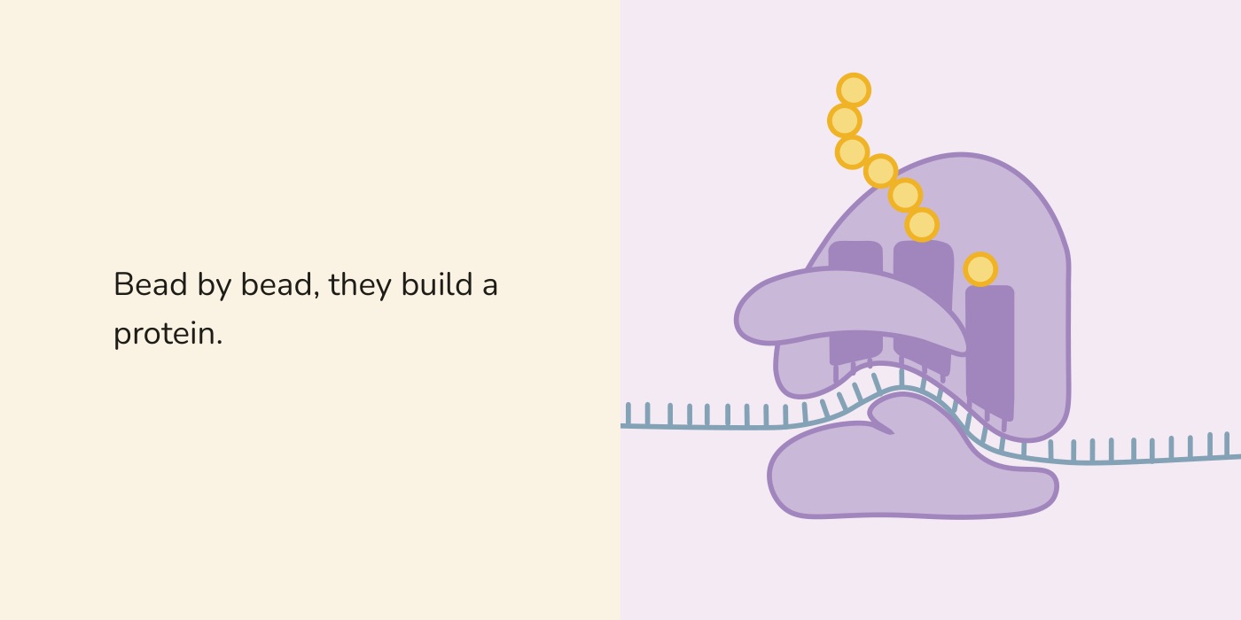 Book spread: a ribosome reading RNA and building a protein bead by bead