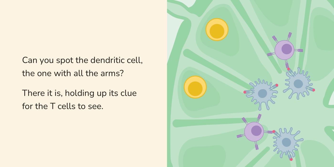 Book spread: dendritic cells and T cells meeting in green tissue