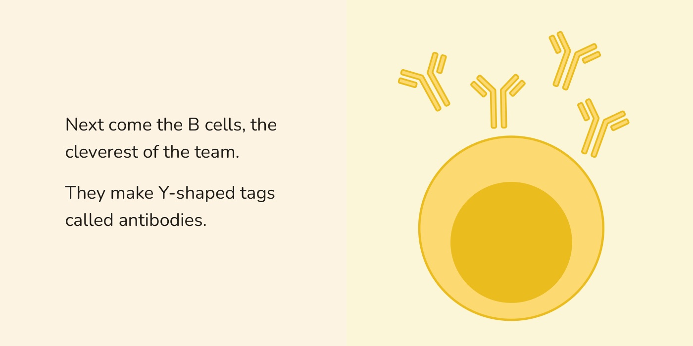 Book spread: a yellow B cell releasing Y-shaped antibodies