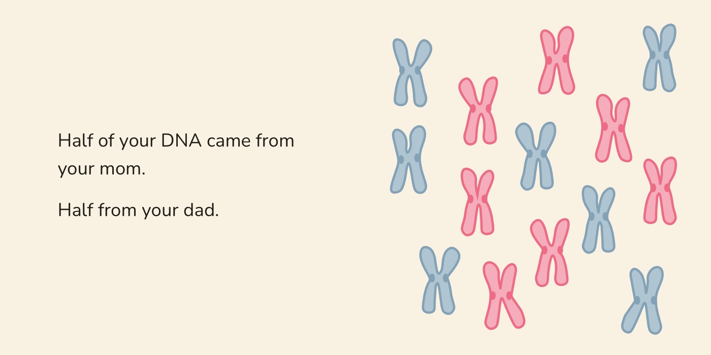 Book spread: chromosomes in two colors, one set from each parent