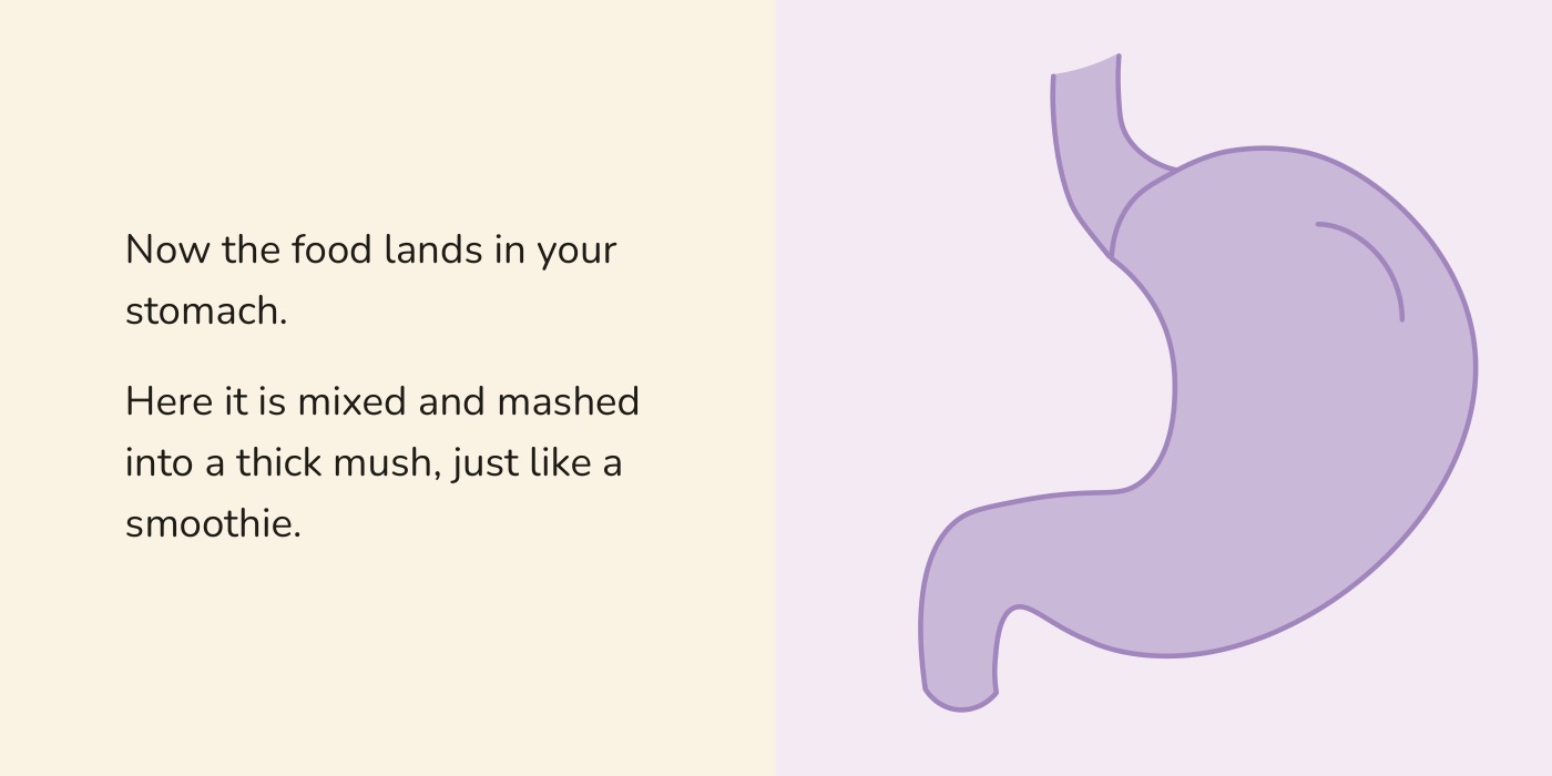 Book spread: the stomach, illustrated in purple