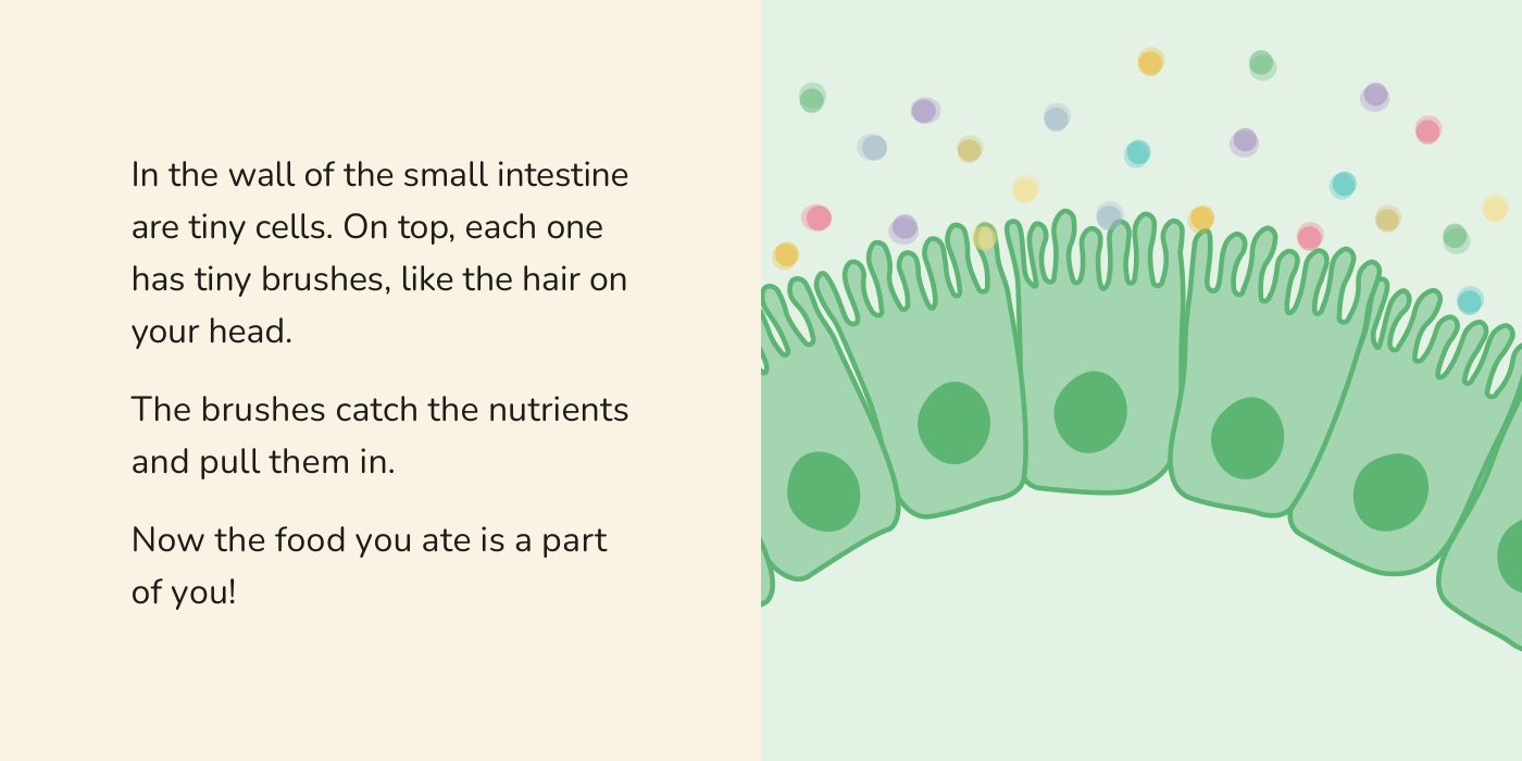 Book spread: the villi lining the small intestine, with nutrients above them