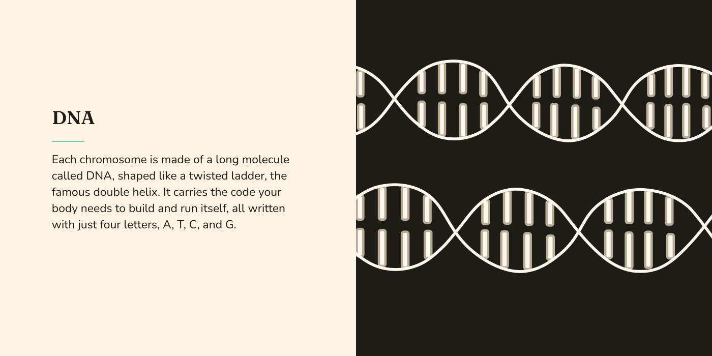 Book spread: a grown-up's note beside a high-contrast illustration of the DNA double helix
