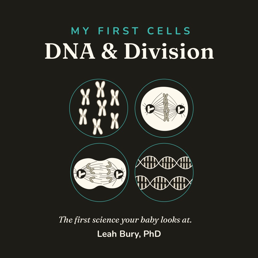 Cover of My First Cells: DNA and Division, illustrated by Leah Bury