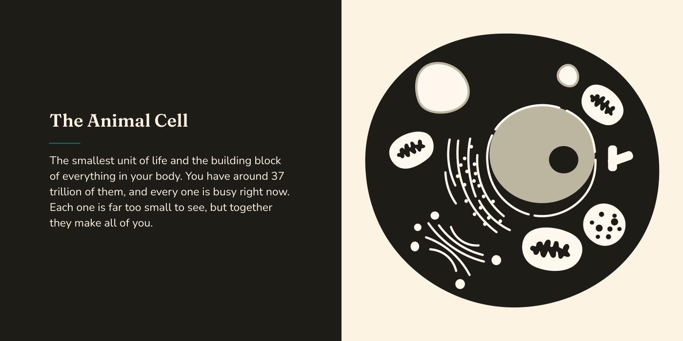 Book spread: a grown-up's note beside a high-contrast illustration of the animal cell