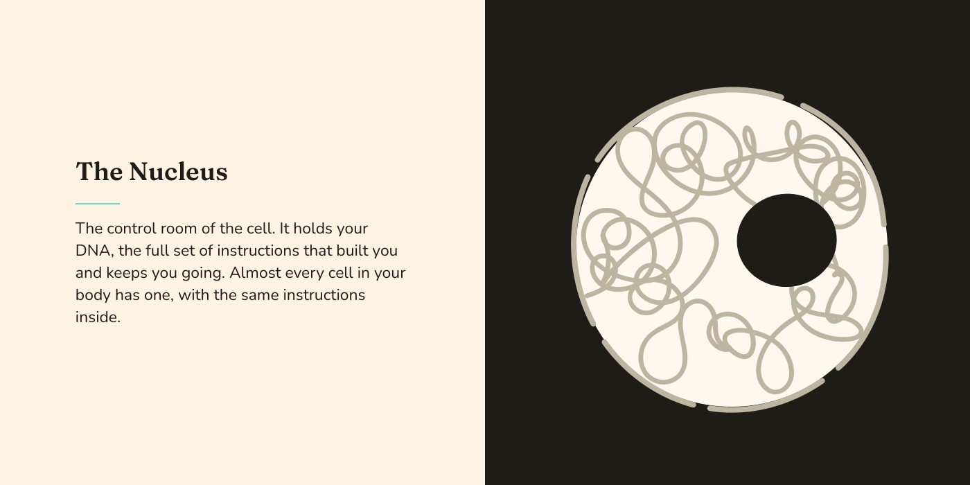 Book spread: a grown-up's note beside a high-contrast illustration of the nucleus