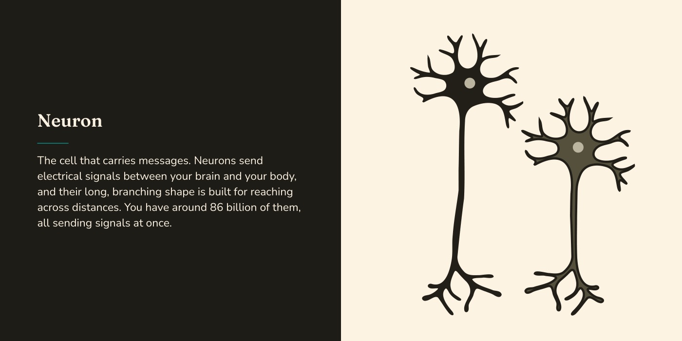 Book spread: a grown-up's note beside a high-contrast illustration of two neurons